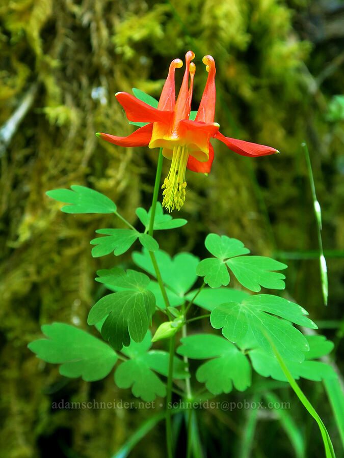 western columbine (Aquilegia formosa) [County Road 315, Six Rivers National Forest, Del Norte County, California]