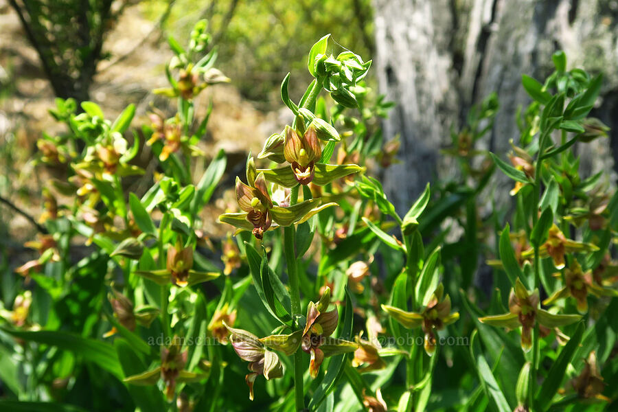 giant stream orchids (Epipactis gigantea) [U.S. Highway 199, Six Rivers National Forest, Del Norte County, California]