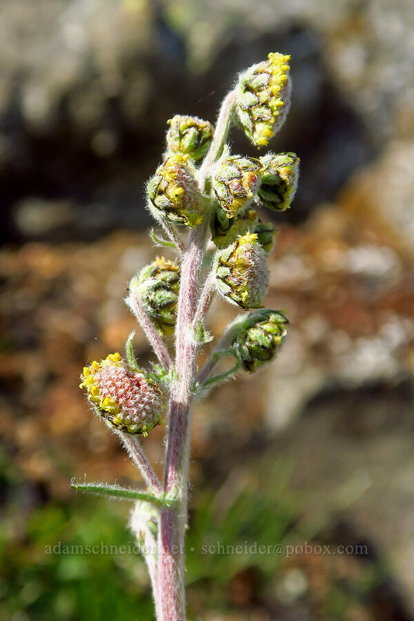 mountain sagewort (Artemisia norvegica ssp. saxatilis) [Blue Mountain, Olympic National Park, Clallam County, Washington]