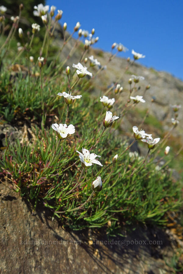 slender mountain sandwort (Eremogone capillaris (Arenaria capillaris)) [Blue Mountain, Olympic National Park, Clallam County, Washington]