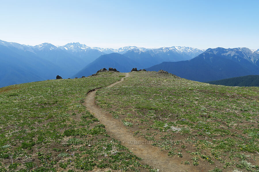 view to the south [Blue Mountain, Olympic National Park, Clallam County, Washington]