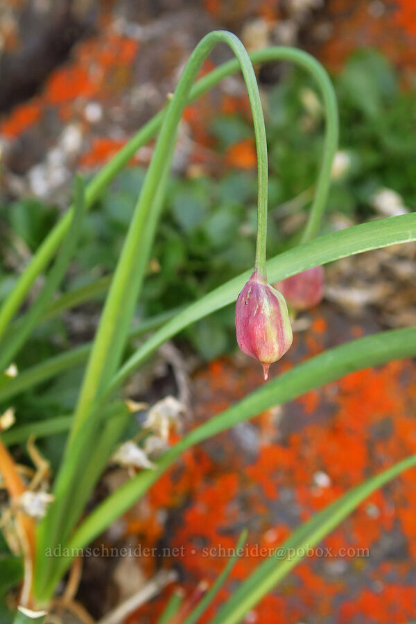 nodding onion, budding (Allium cernuum) [Blue Mountain, Olympic National Park, Clallam County, Washington]