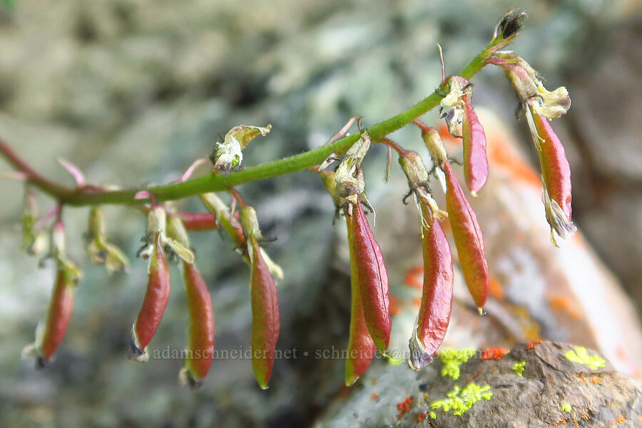 straggly Cotton's milk-vetch pods (Astragalus sp.) [Blue Mountain, Olympic National Park, Clallam County, Washington]