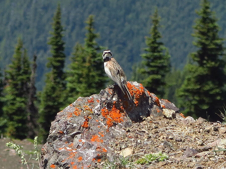 horned lark (Eremophila alpestris) [Blue Mountain, Olympic National Park, Clallam County, Washington]