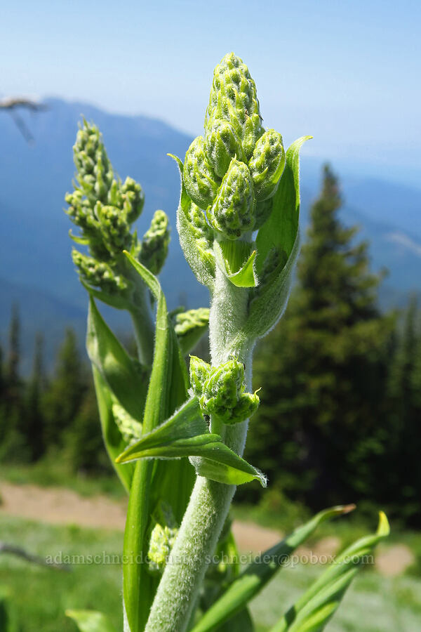 corn lily, budding (Veratrum viride var. eschscholzianum (Veratrum eschscholtzianum)) [Blue Mountain, Olympic National Park, Clallam County, Washington]