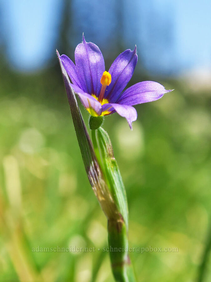 Alaska blue-eyed grass (Sisyrinchium littorale) [Deer Park, Olympic National Park, Clallam County, Washington]