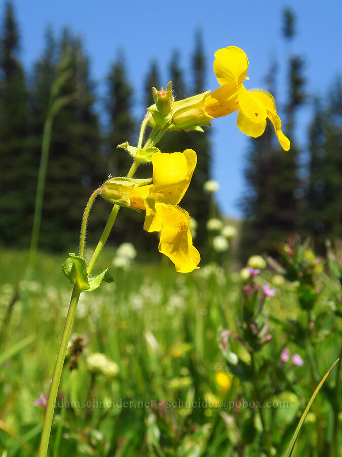 yellow monkeyflower (Erythranthe sp. (Mimulus sp.)) [Deer Park, Olympic National Park, Clallam County, Washington]