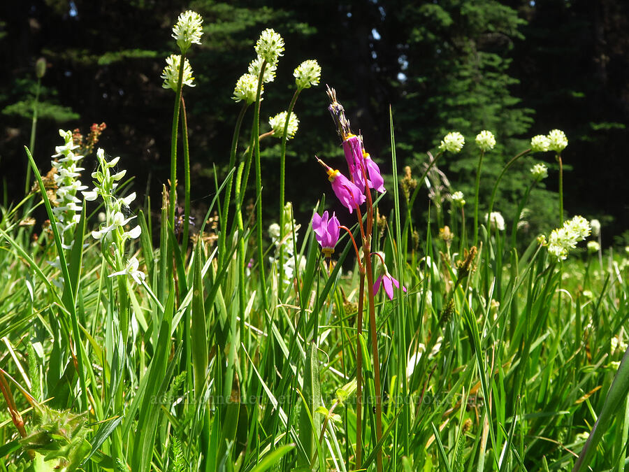 wetland wildflowers (Dodecatheon pulchellum var. macrocarpum (Primula pauciflora var. macrocarpa), Platanthera dilatata (Habenaria dilatata), Triantha occidentalis ssp. brevistyla (Tofieldia glutinosa var. brevistyla)) [Deer Park, Olympic National Park, Clallam County, Washington]