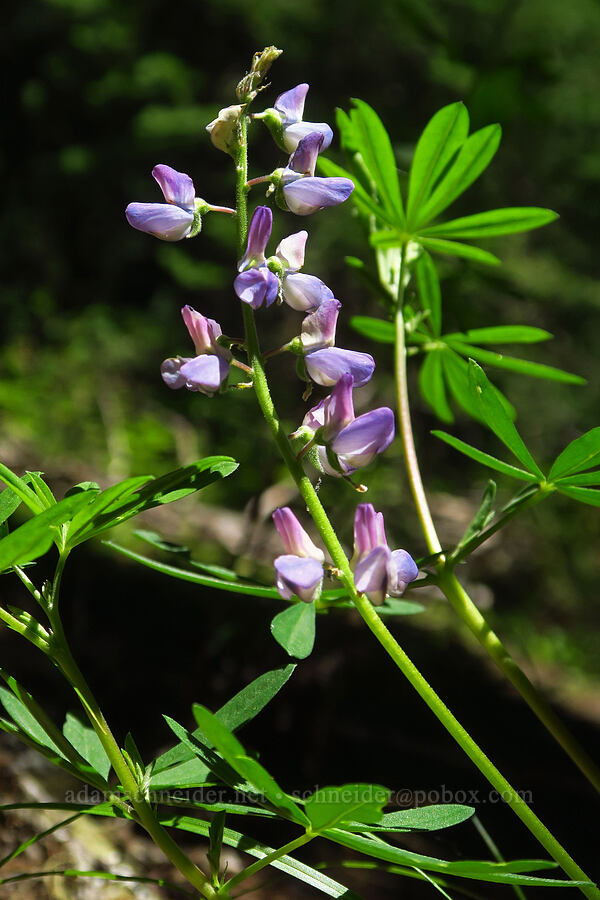 broad-leaf lupine (Lupinus latifolius) [Gold Lake Trail, Willamette National Forest, Lane County, Oregon]