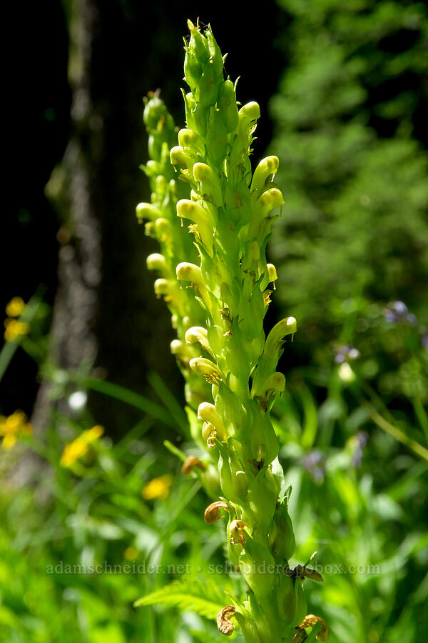bracted lousewort (Pedicularis bracteosa) [Gold Lake Bog Research Natural Area, Willamette National Forest, Lane County, Oregon]
