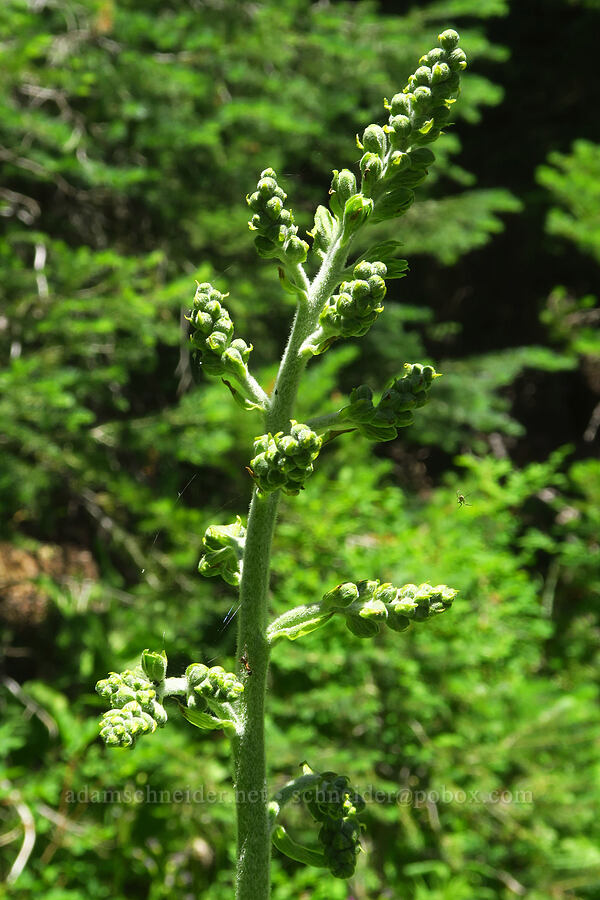 corn lily, budding (Veratrum sp.) [Gold Lake Bog Research Natural Area, Willamette National Forest, Lane County, Oregon]