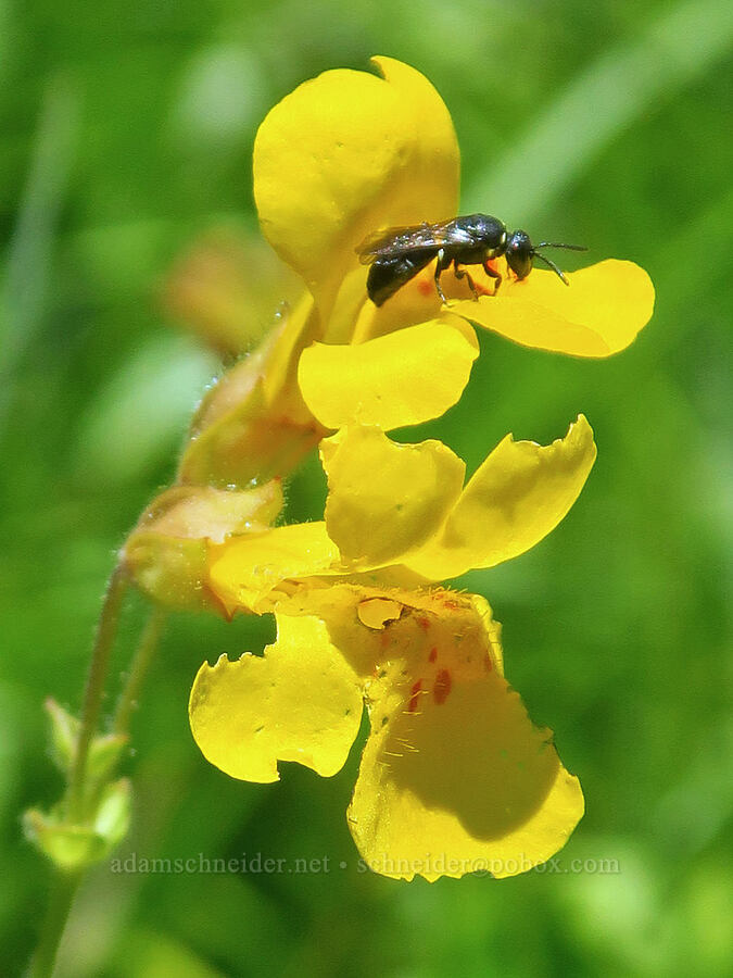 masked bee on monkeyflower (Hylaeus sp., Erythranthe sp. (Mimulus sp.)) [Gold Lake Bog Research Natural Area, Willamette National Forest, Lane County, Oregon]
