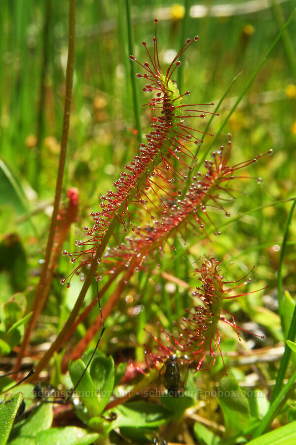 great sundew (Drosera anglica) [Gold Lake Bog Research Natural Area, Willamette National Forest, Lane County, Oregon]