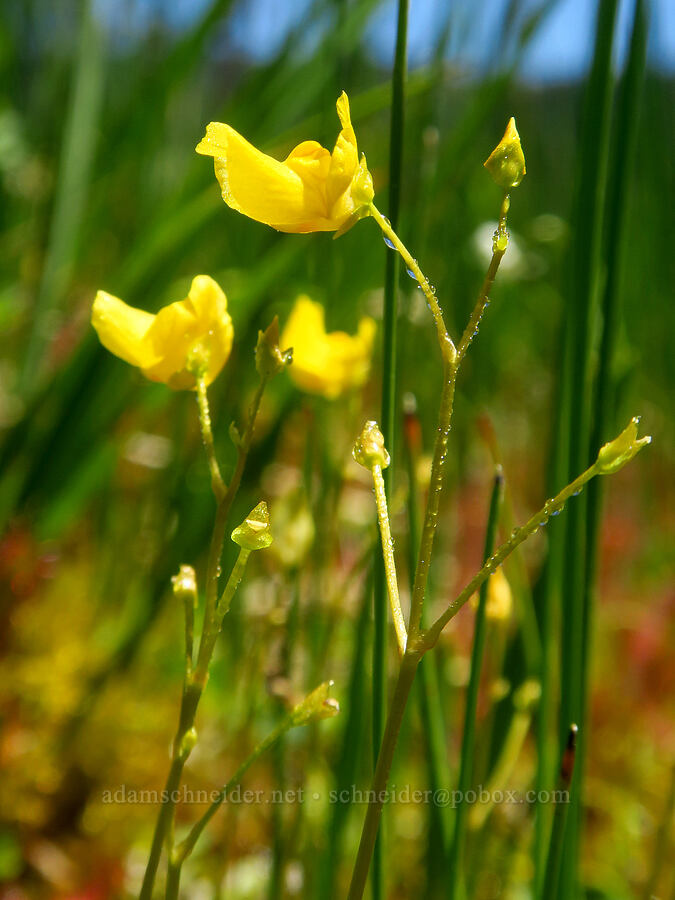 bladderwort (Utricularia intermedia) [Gold Lake Bog Research Natural Area, Willamette National Forest, Lane County, Oregon]