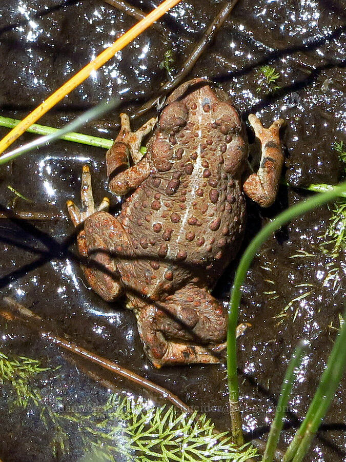 western toad (Anaxyrus boreas (Bufo boreas)) [Gold Lake Bog Research Natural Area, Willamette National Forest, Lane County, Oregon]
