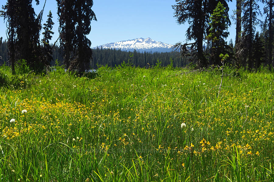 wildflowers & Diamond Peak [Gold Lake Bog Research Natural Area, Willamette National Forest, Lane County, Oregon]