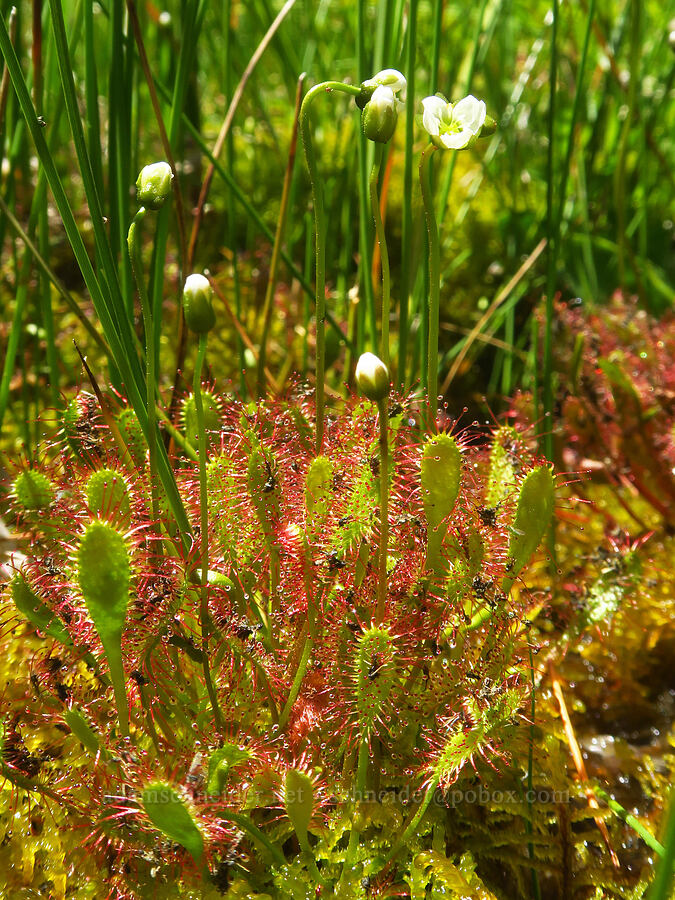 great sundew (Drosera anglica) [Gold Lake Bog Research Natural Area, Willamette National Forest, Lane County, Oregon]