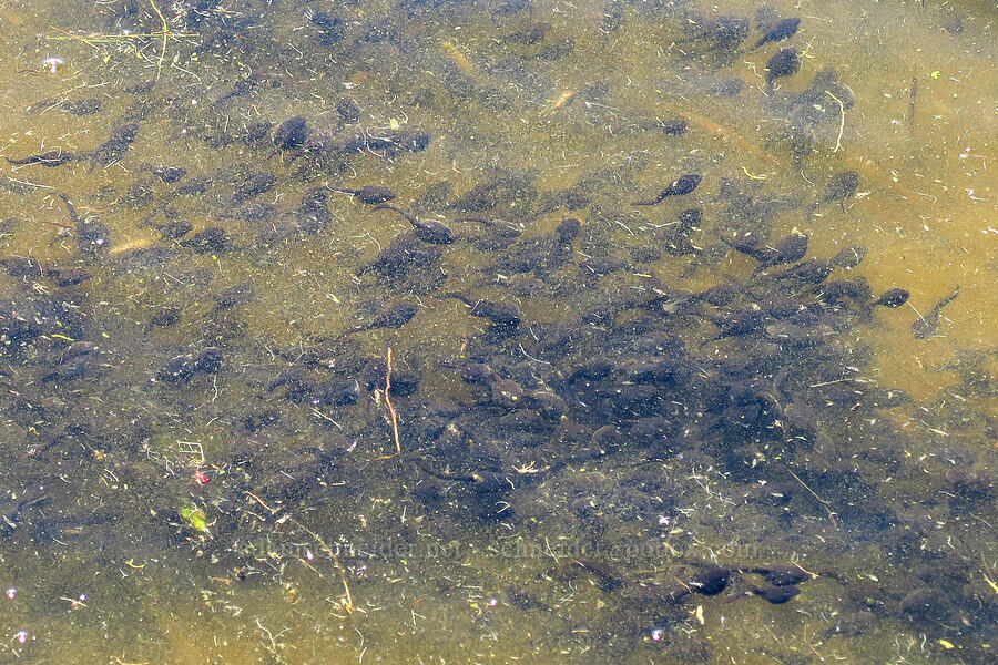 western toad tadpoles (Anaxyrus boreas (Bufo boreas)) [Gold Lake Bog Research Natural Area, Willamette National Forest, Lane County, Oregon]