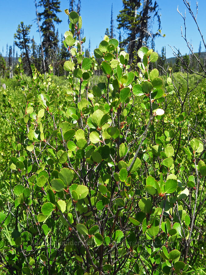 bog birch (Betula glandulosa) [Gold Lake Bog Research Natural Area, Willamette National Forest, Lane County, Oregon]