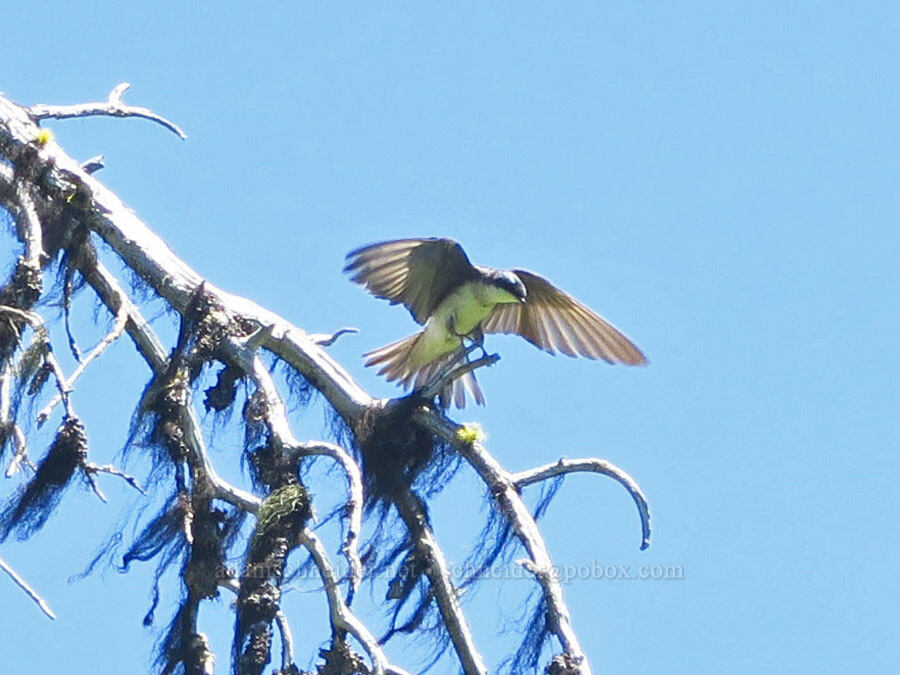 tree swallow (Tachycineta bicolor) [Gold Lake Bog Research Natural Area, Willamette National Forest, Lane County, Oregon]