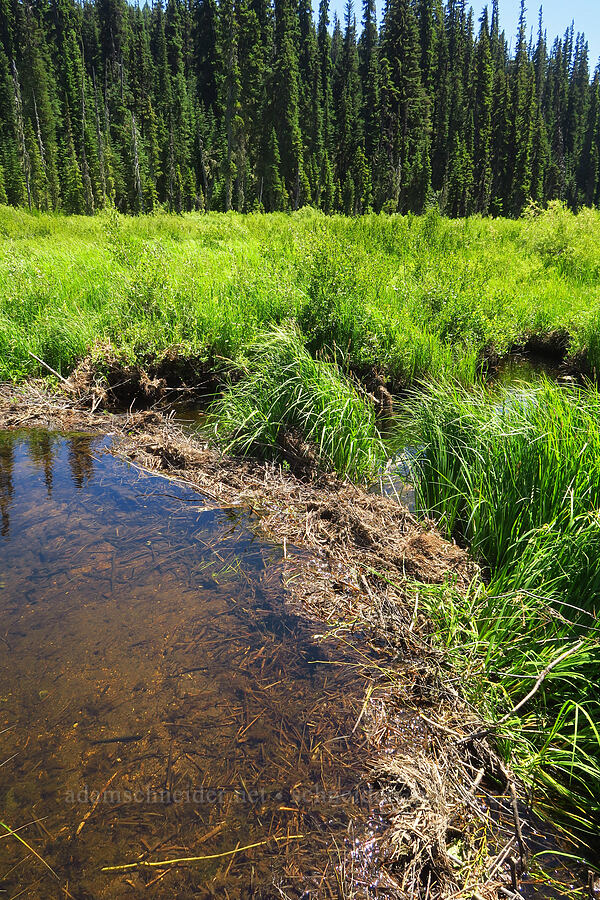 beaver dam? [Gold Lake Bog Research Natural Area, Willamette National Forest, Lane County, Oregon]