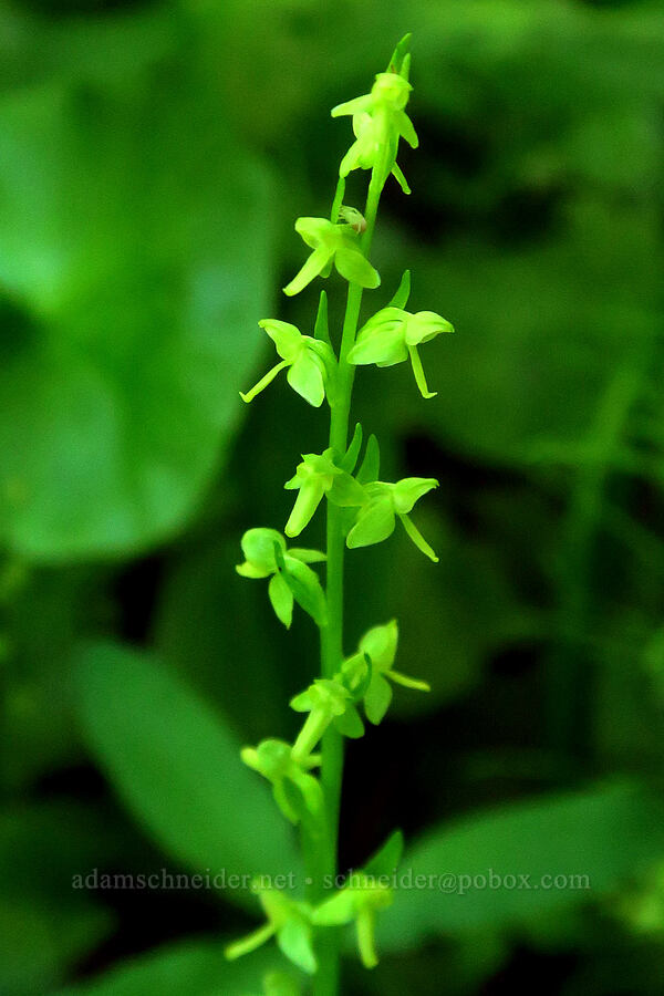 few-flowered bog orchid (Platanthera sparsiflora (Habenaria sparsiflora)) [Gold Lake Bog Research Natural Area, Willamette National Forest, Lane County, Oregon]