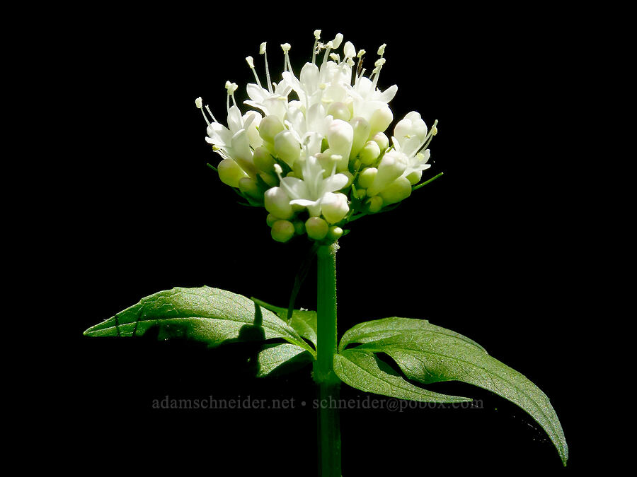 Sitka valerian (Valeriana sitchensis) [Gold Lake Bog Research Natural Area, Willamette National Forest, Lane County, Oregon]
