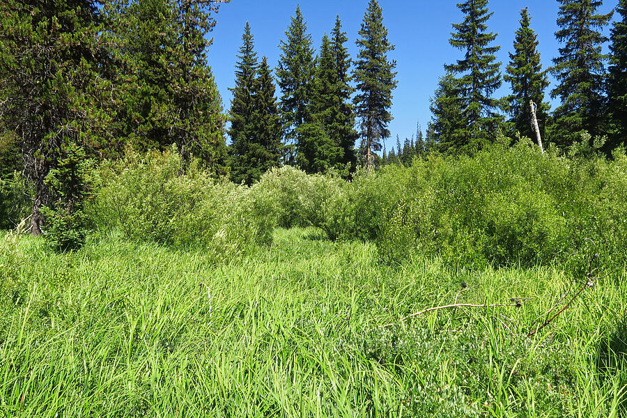 shrub maze [Gold Lake Bog Research Natural Area, Willamette National Forest, Lane County, Oregon]