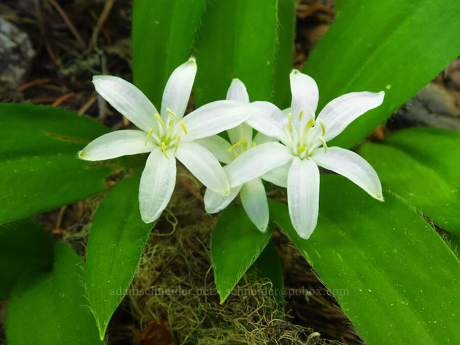 bead lily (Clintonia uniflora) [Gold Lake Bog Research Natural Area, Willamette National Forest, Lane County, Oregon]
