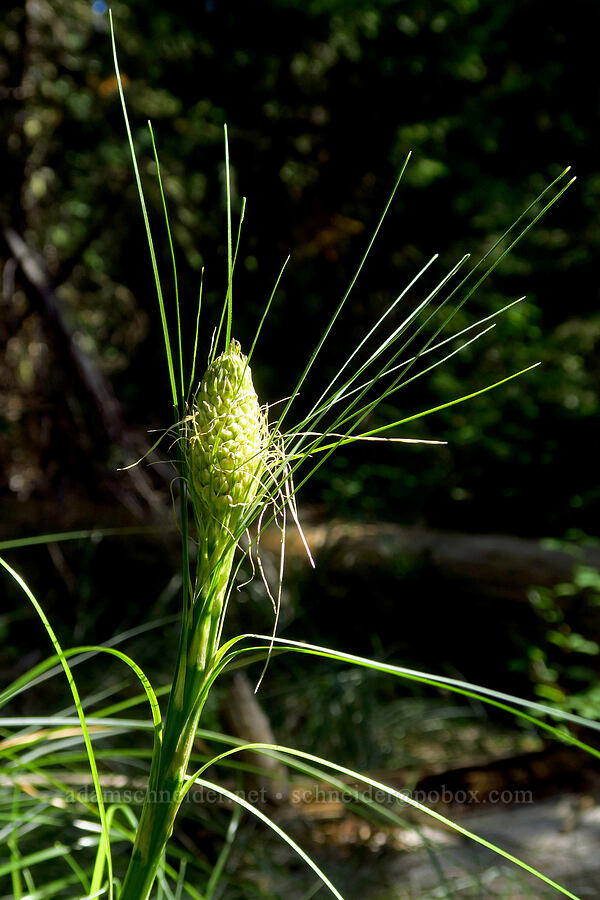 beargrass, budding (Xerophyllum tenax) [Gold Lake Bog Research Natural Area, Willamette National Forest, Lane County, Oregon]
