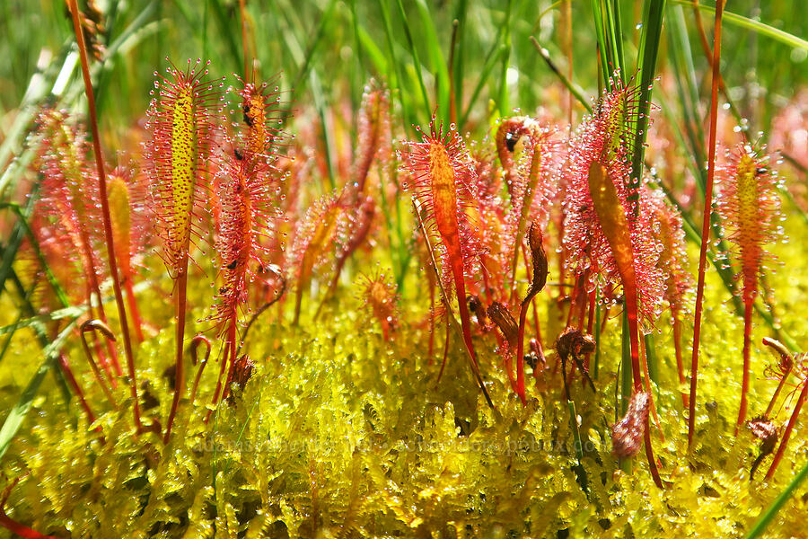 great sundew leaves & sphagnum moss (Drosera anglica, Sphagnum sp.) [Gold Lake Bog Research Natural Area, Willamette National Forest, Lane County, Oregon]