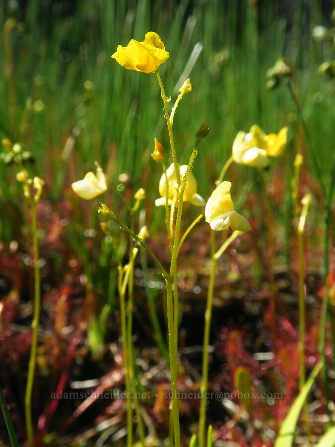 pale bladderwort (Utricularia ochrolueca) [Gold Lake Bog Research Natural Area, Willamette National Forest, Lane County, Oregon]