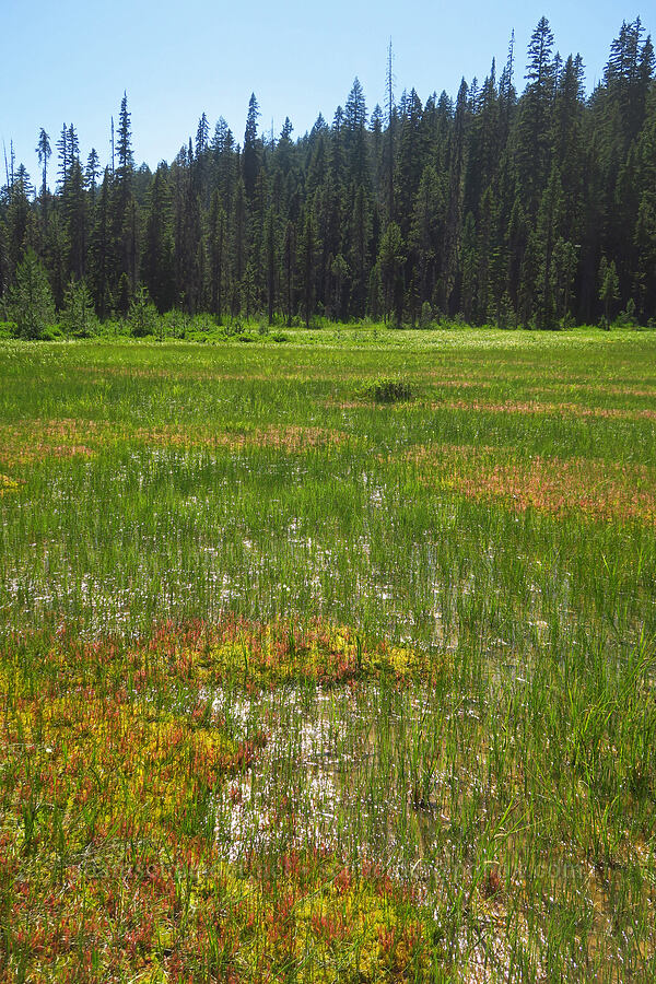 sphagnum bogs [Gold Lake Bog Research Natural Area, Willamette National Forest, Lane County, Oregon]
