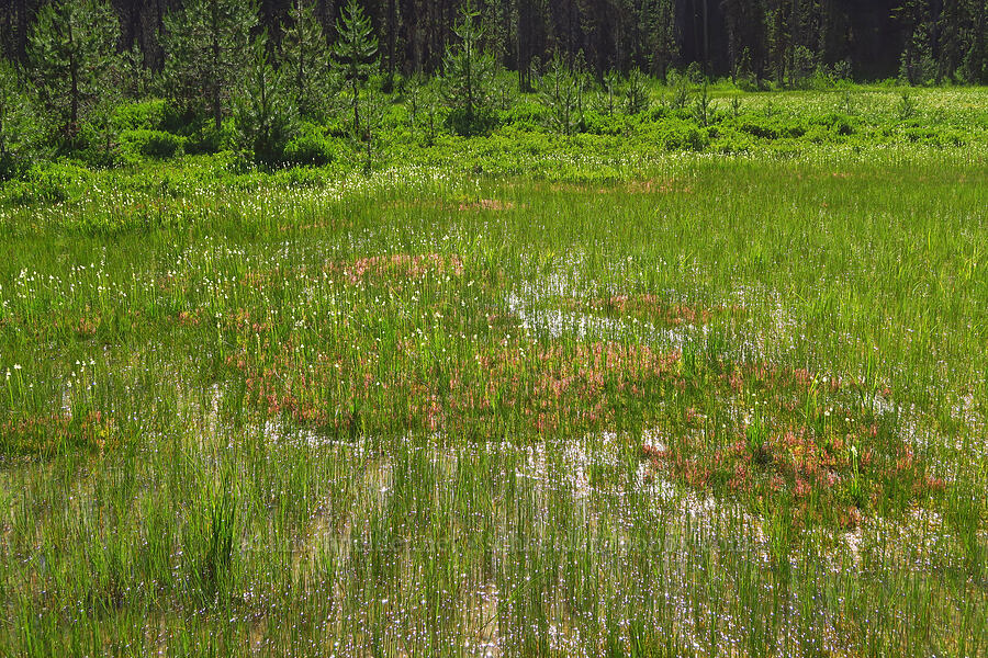 sphagnum bogs [Gold Lake Bog Research Natural Area, Willamette National Forest, Lane County, Oregon]