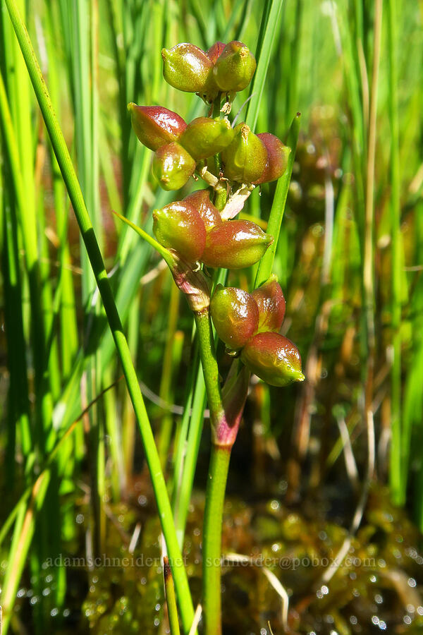 pod-grass (Rannoch-rush) fruits (Scheuchzeria palustris) [Gold Lake Bog Research Natural Area, Willamette National Forest, Lane County, Oregon]