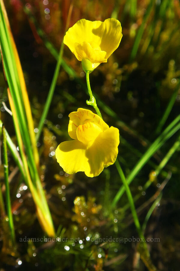 bladderwort (Utricularia intermedia) [Gold Lake Bog Research Natural Area, Willamette National Forest, Lane County, Oregon]