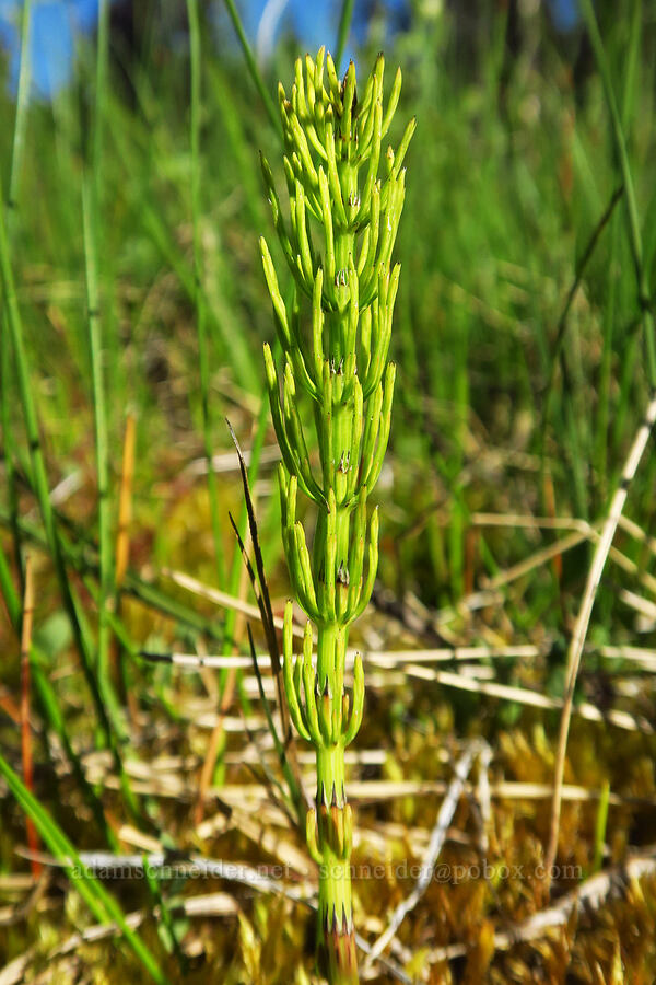 horsetail (Equisetum arvense) [Gold Lake Bog Research Natural Area, Willamette National Forest, Lane County, Oregon]