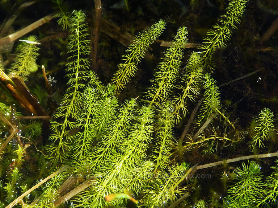 bladderwort leaves (Utricularia intermedia) [Gold Lake Bog Research Natural Area, Willamette National Forest, Lane County, Oregon]
