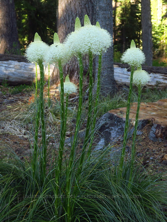 beargrass (Xerophyllum tenax) [Shadow Bay, Willamette National Forest, Lane County, Oregon]