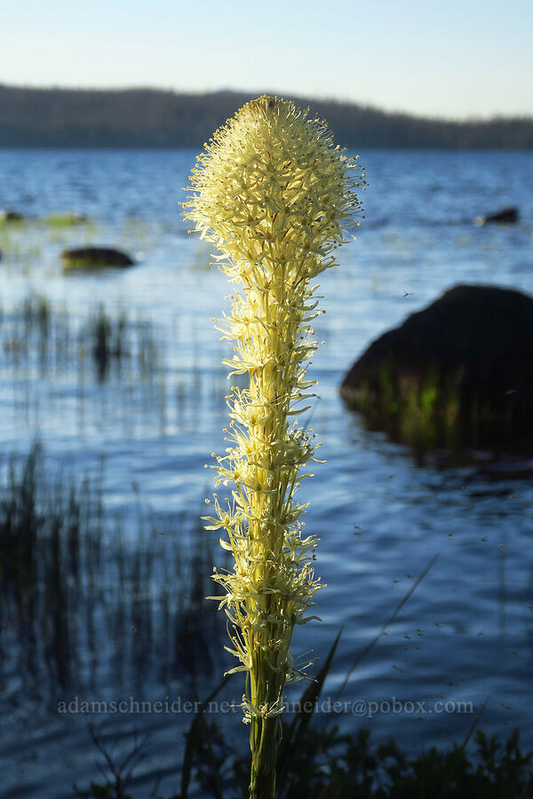 beargrass (Xerophyllum tenax) [Waldo Lake Shoreline Trail, Willamette National Forest, Lane County, Oregon]