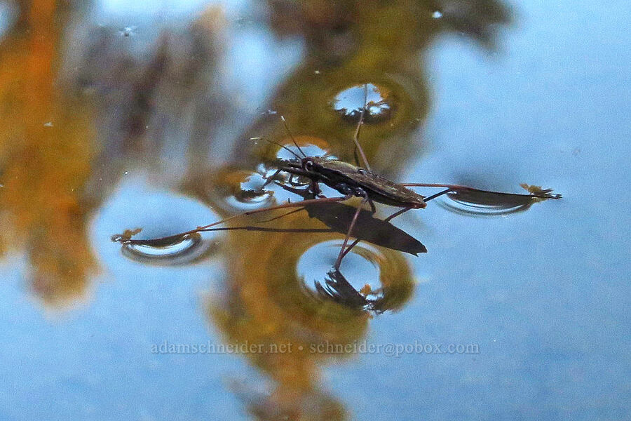 common water-strider (Aquarius remigis (Gerris remigis)) [McCredie Hot Springs, Lane County, Oregon]