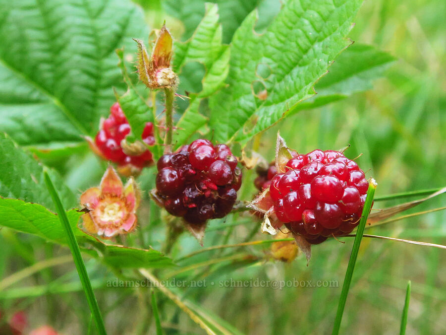 trailing blackberry fruits (Rubus ursinus) [McCredie Hot Springs, Lane County, Oregon]