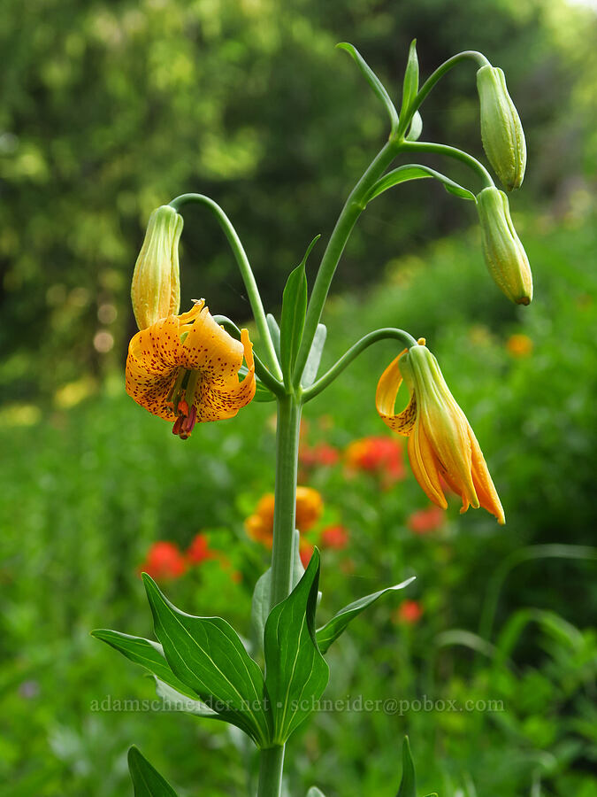 tiger lilies (Lilium columbianum) [Switchback Trail, Olympic National Park, Clallam County, Washington]