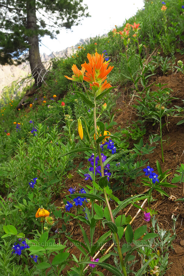 wildflowers (Castilleja miniata, Delphinium sp., Lilium columbianum, Orthocarpus cuspidatus) [Switchback Trail, Olympic National Park, Clallam County, Washington]