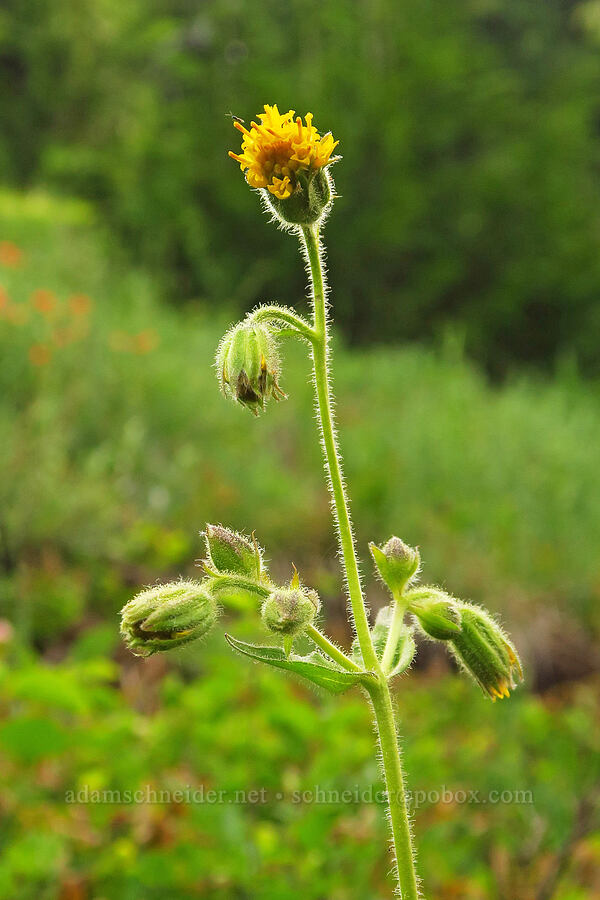 Parry's arnica (Arnica parryi) [Switchback Trail, Olympic National Park, Clallam County, Washington]
