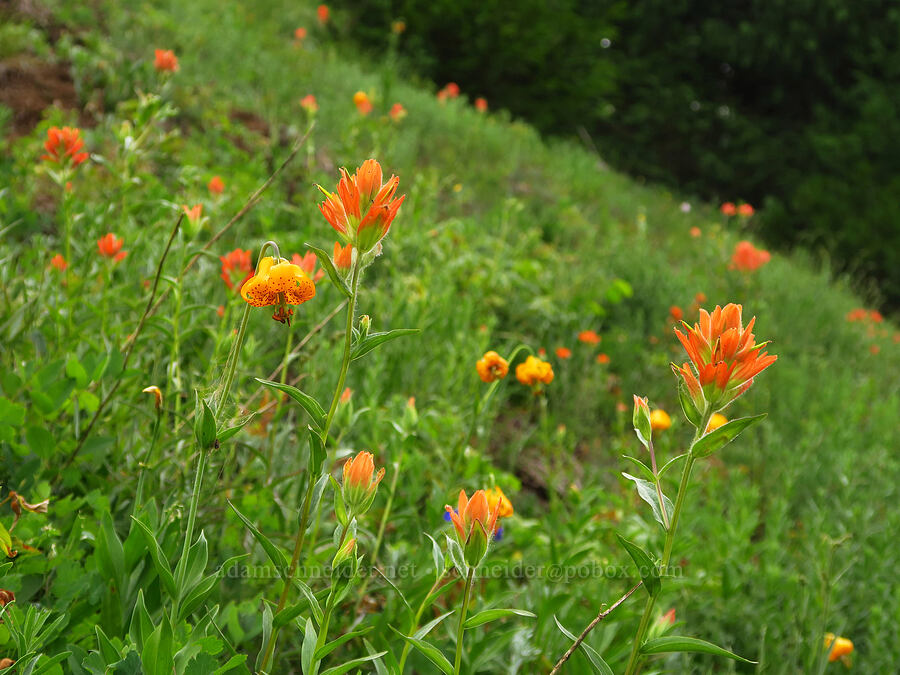 paintbrush & tiger lilies (Castilleja miniata, Lilium columbianum) [Switchback Trail, Olympic National Park, Clallam County, Washington]