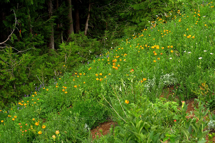 tiger lilies (Lilium columbianum) [Switchback Trail, Olympic National Park, Clallam County, Washington]