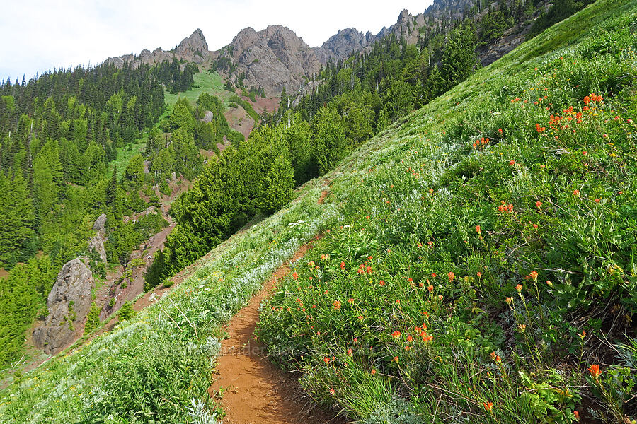 wildflowers & Mount Angeles (Castilleja miniata, Artemisia ludoviciana, Heracleum maximum, Eriophyllum lanatum) [Switchback Trail, Olympic National Park, Clallam County, Washington]