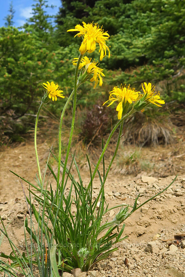 agoseris (Agoseris sp.) [Hurricane Ridge-Klahhane Ridge Trail, Olympic National Park, Clallam County, Washington]