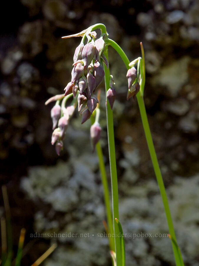 bronze bells, budding (Anticlea occidentalis (Stenanthium occidentale)) [Mount Angeles, Olympic National Park, Clallam County, Washington]